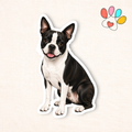 Boston Terrier Sticker
