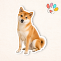 Shiba Inu Sticker