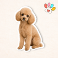 Toy Poodle Sticker